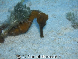 Seahorse taken on Paradise Reef, Cozumel. by J. Daniel Horovatin 